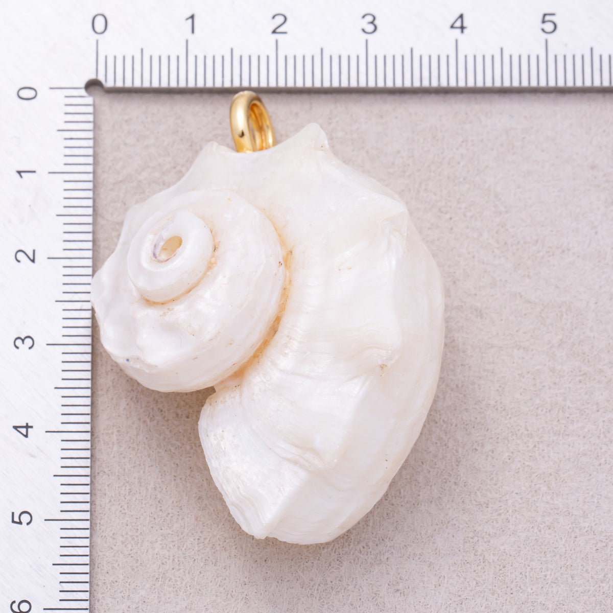 16K Gold Plated White Natural Conch Clam Seashell Beach Charm - Sold Each